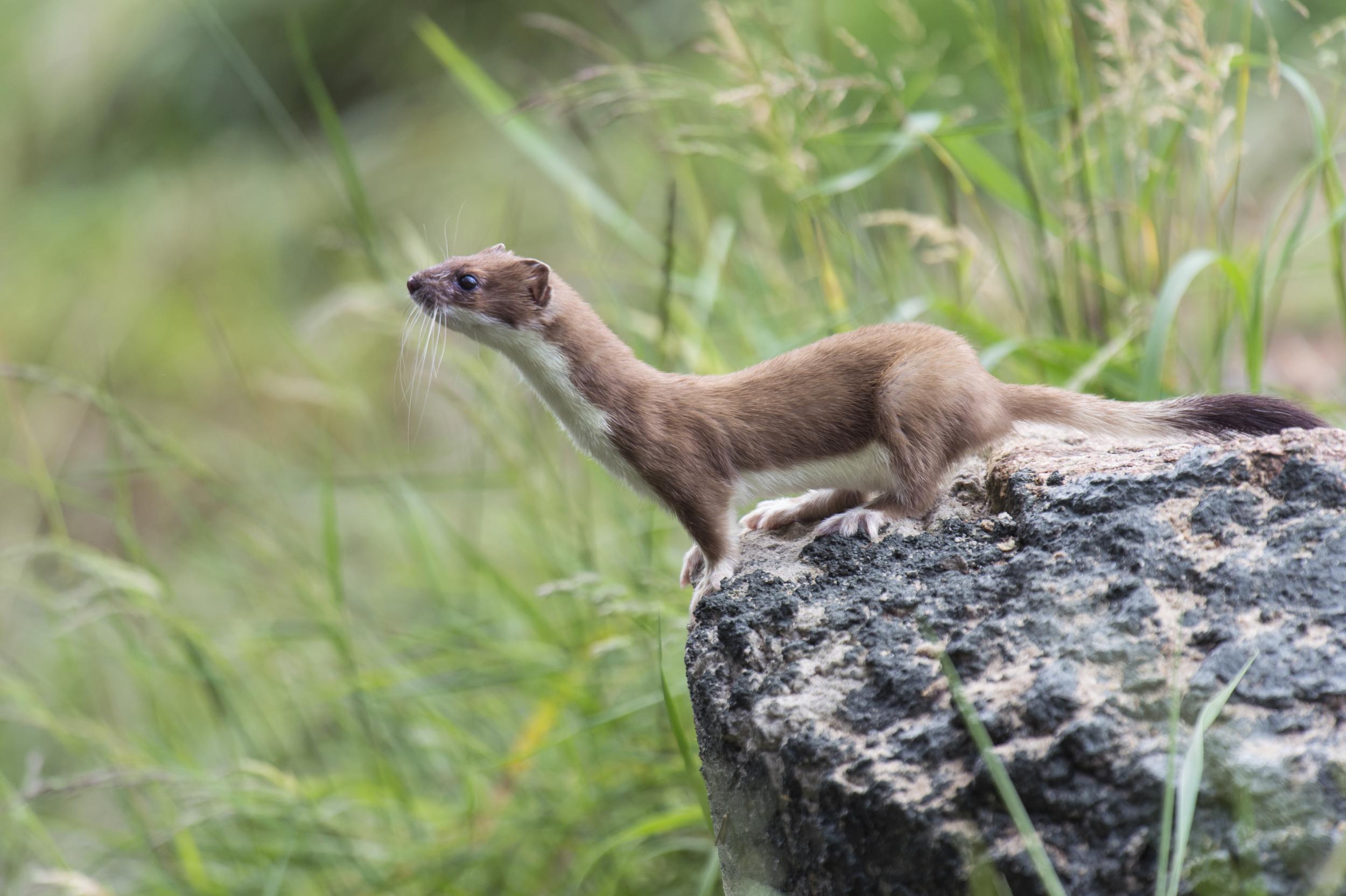 Hermelin Informationen Kinder Tierlexikon Das Gro e Wiesel Hermelin 